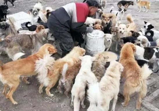 新疆城郊4000余流浪狗，饥辘枵肠，临冬发出紧急求援！