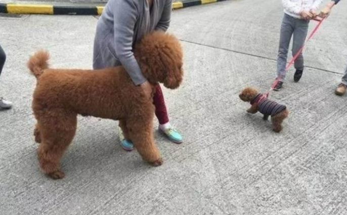 泰迪犬大街上乱认亲朋好友，铲屎官拉都拉不了，场景真是太逗