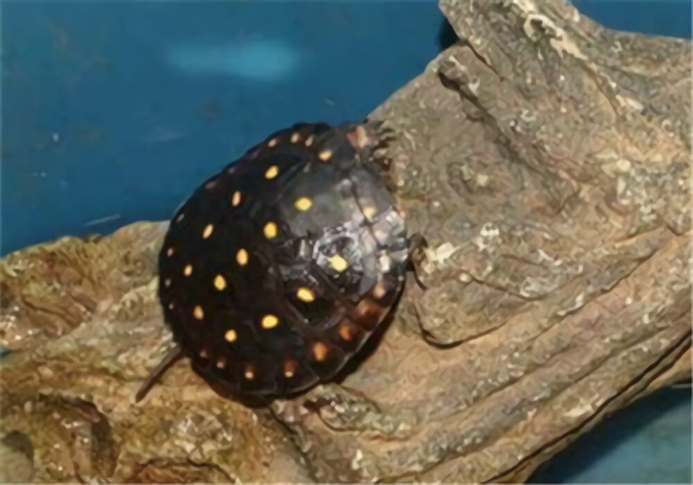星点水龟身份信息