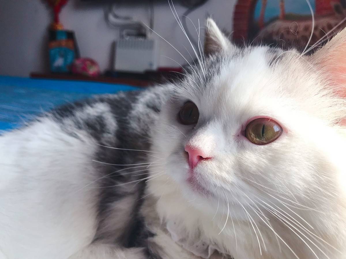 突然发现我们家猫跟微博网红馒头长的像呢，我们美牙黑眼线怎么没画上呢，太素颜啦