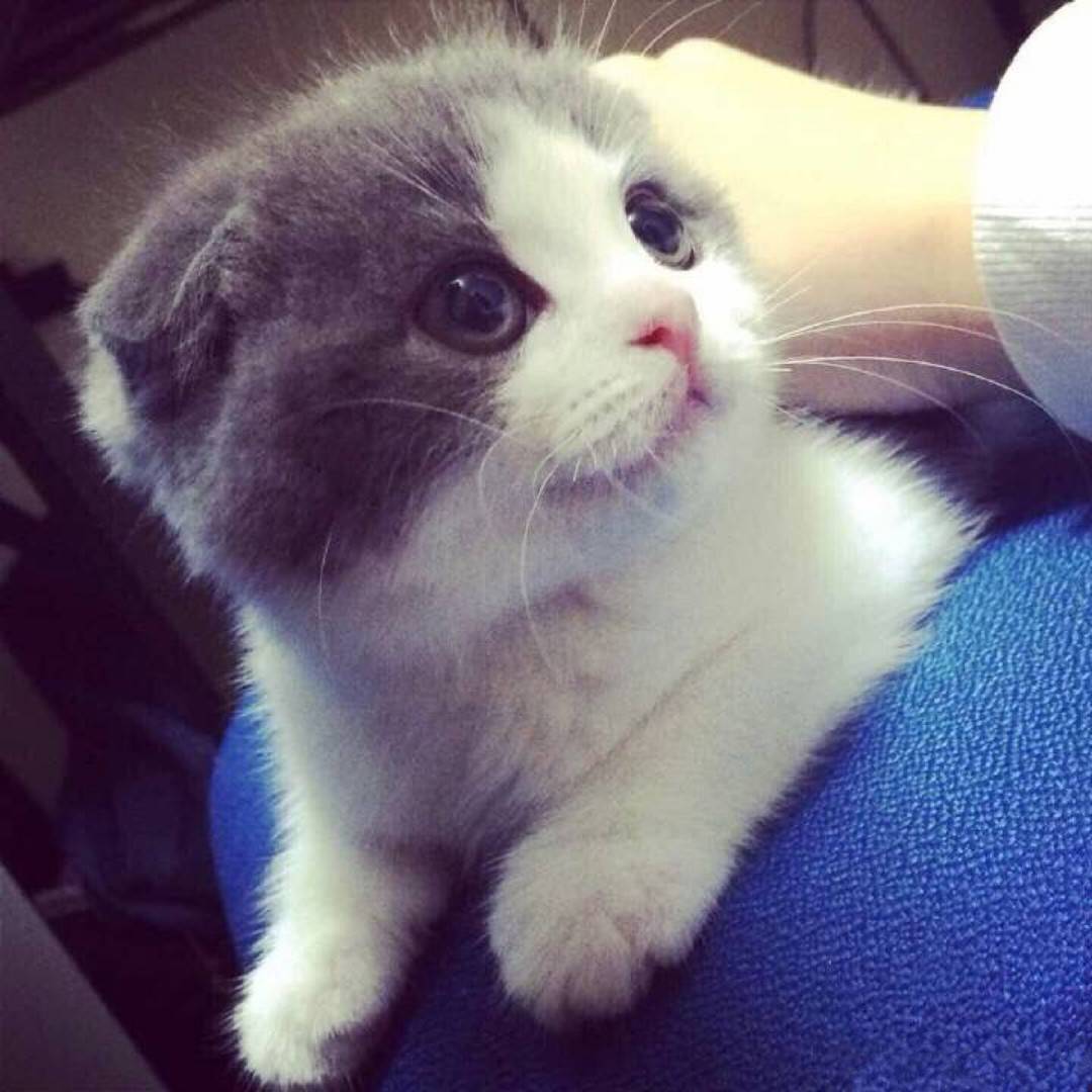 可爱的小猫