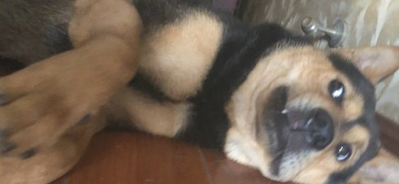 主人家趁狗入睡的情况下碰到它，它则是一脸嫌弃的小表情：我不整洁了