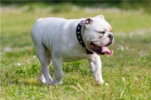 斗牛犬变成痴汉,狂盯路边美女,当发现主人时立马见鬼式垮脸?