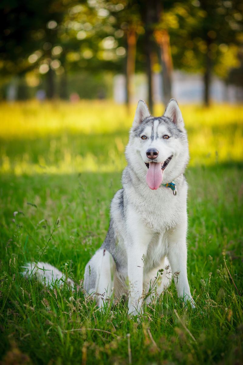 美国秋田犬品种介绍:从性格到用途,全面解析