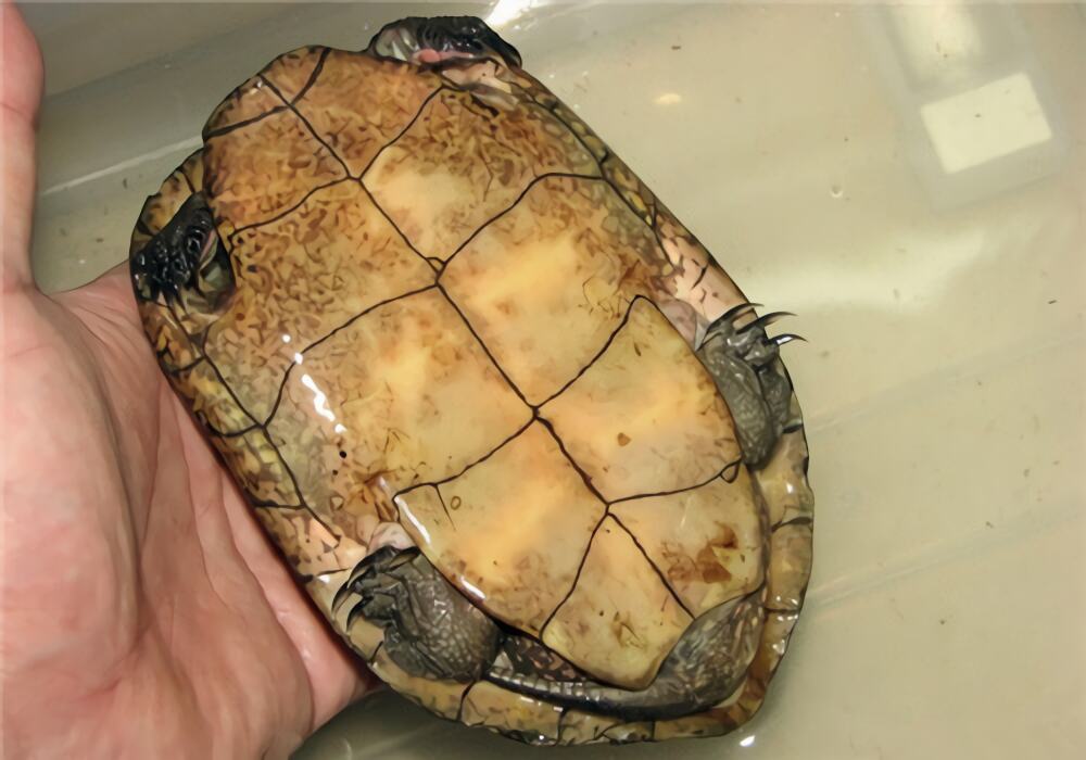 拟眼斑水龟身份信息