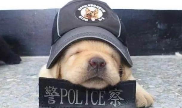 又一批小警犬遭淘汰，原因竟然是这三个！难怪网友都抢着领养！