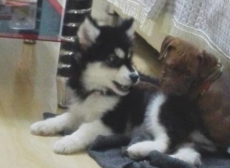 二哈摇身一变化身为军犬，狗生做到巅峰之战