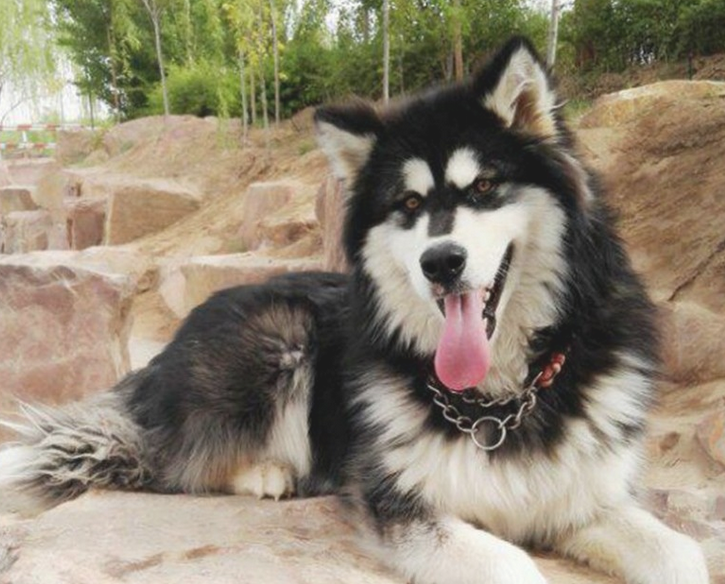 二哈摇身一变化身为军犬，狗生做到巅峰之战