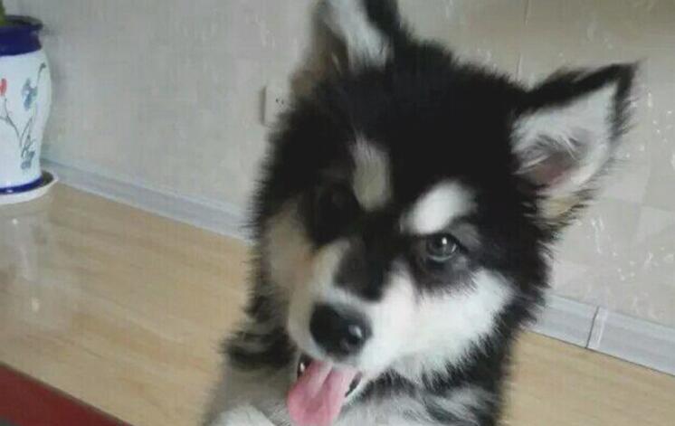 二哈摇身一变化身为军犬，狗生做到巅峰之战