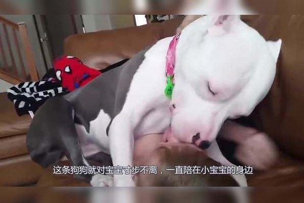 主人外出买菜，嘱咐狗狗照顾好宝宝，回家一看却一瞬间笑喷了