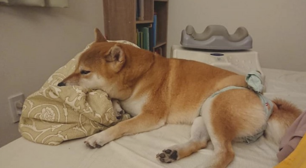 主人家经期不适感，柴犬居然送上这一物品？网民：药到病除！