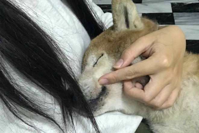 17岁失智老柴犬跑不动，醒来看不到主人家忧伤落泪，网民：心碎了