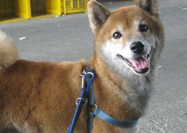 17岁失智老柴犬跑不动，醒来看不到主人家忧伤落泪，网民：心碎了