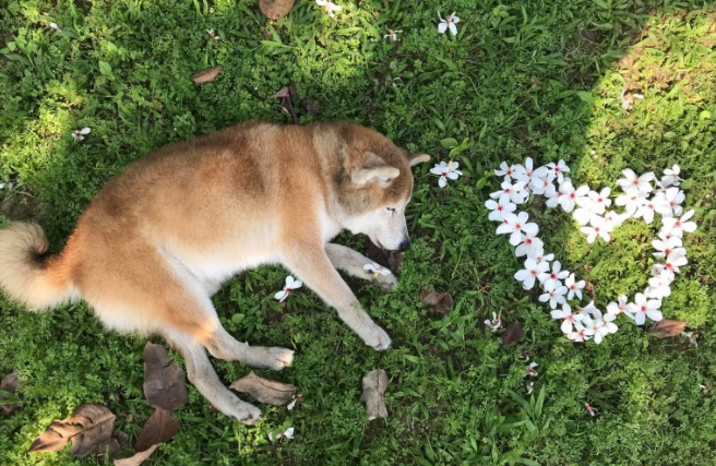 17岁失智老柴犬跑不动，醒来看不到主人家忧伤落泪，网民：心碎了