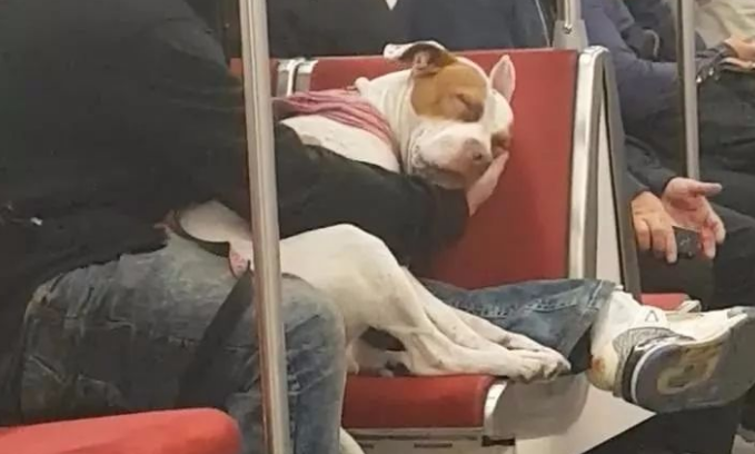 比特犬困得要人命在地铁站里入睡，主人家一姿势，暖化网民~