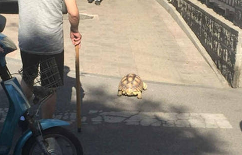 见过遛狗遛猫的算什么 你见过遛龟？遛鱼？遛蜥蜴？