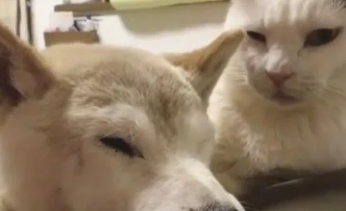 活了18年的老狗去世，家里的猫咪硬要陪葬，连着7天不吃不喝