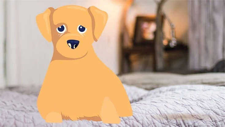 犬瘟热：病因、症状与治疗方法