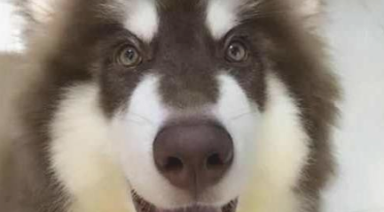 女孩骗父母说这狗长不大，大半年后，才了解它是巨型阿拉斯加犬