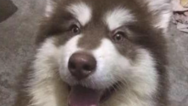 女孩骗父母说这狗长不大，大半年后，才了解它是巨型阿拉斯加犬
