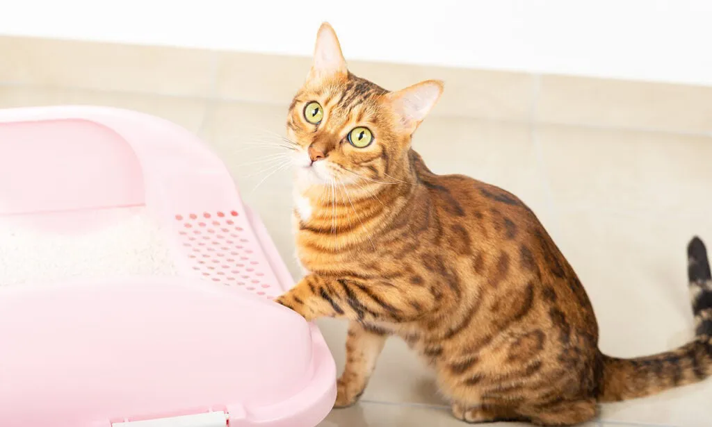 什么是猫腹泻？原因、应对及预防全攻略