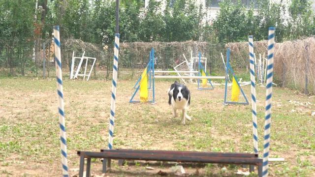 偶然的一次他接触到敏捷犬运动就一发不可收拾，竟然…