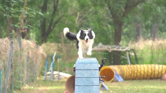 偶然的一次他接触到敏捷犬运动就一发不可收拾，竟然…