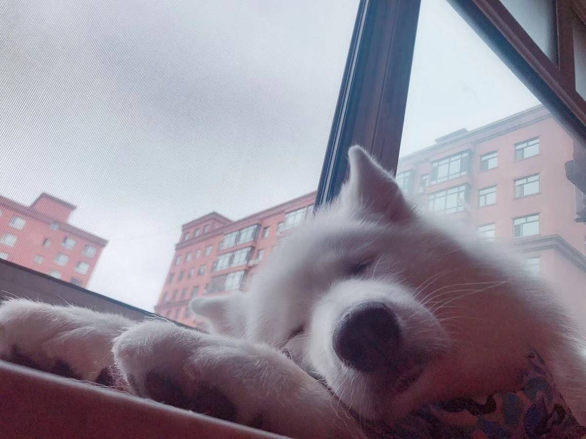 萨摩耶可乖了有时候晚上我去厕所狗狗会在我睡觉的地方躺着 我回来了 躺她身上她就起来了 下床了给我腾出地方 。