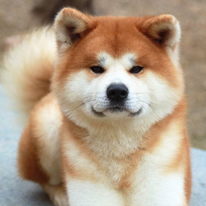秋田犬