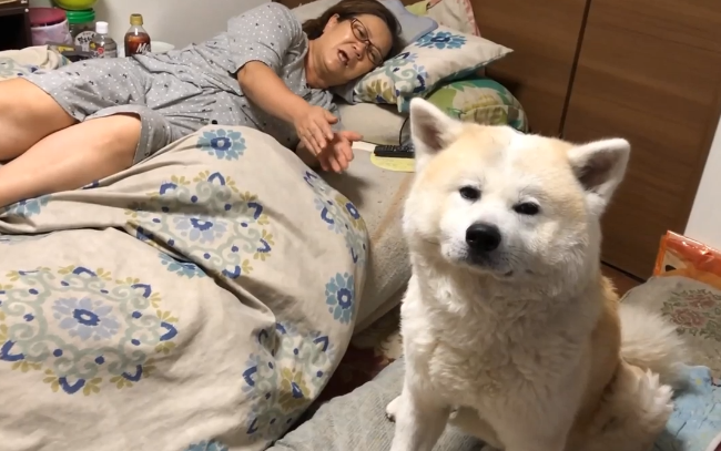 秋田犬进卧房不做声，小主人下学回家才搞清楚，萌化主人家的心