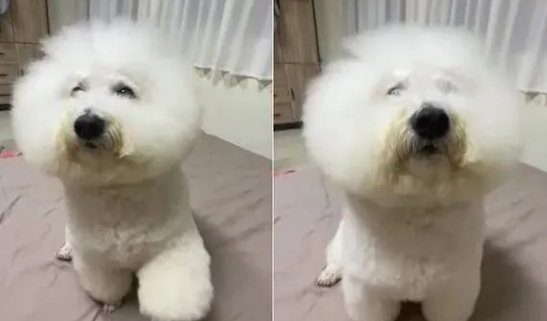 个性如大爷般的比熊犬,这到底谁才是主人,谁才是宠物?