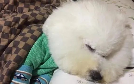 个性如大爷般的比熊犬,这到底谁才是主人,谁才是宠物?