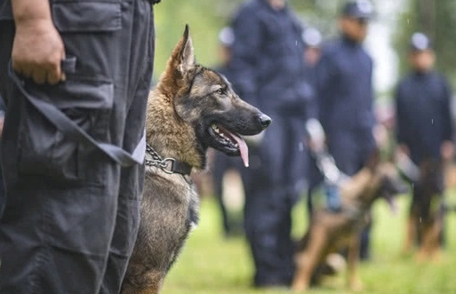 首支警用装备复制犬昆勋,通过培训变成“国家公务员” ,宣布入警履新!