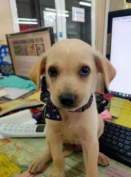 以为自己养了只拉布拉多，长大后狗狗变了样！原来你只是土狗