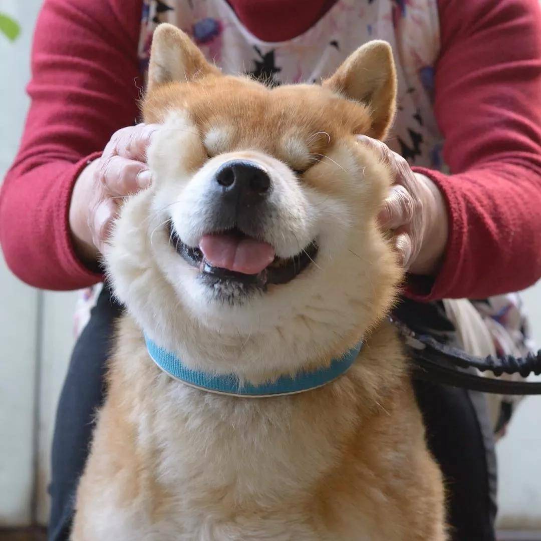 看着柴犬软绵绵的大脸，真是忍不住想捏一把，试问谁不想Rua一把小柴的脸蛋儿呢？看着Ryuji酱的这个大脸我真是控制不住双手了... 现在人家还出了写真集柴犬りゅうじ，大家可以支持一下~