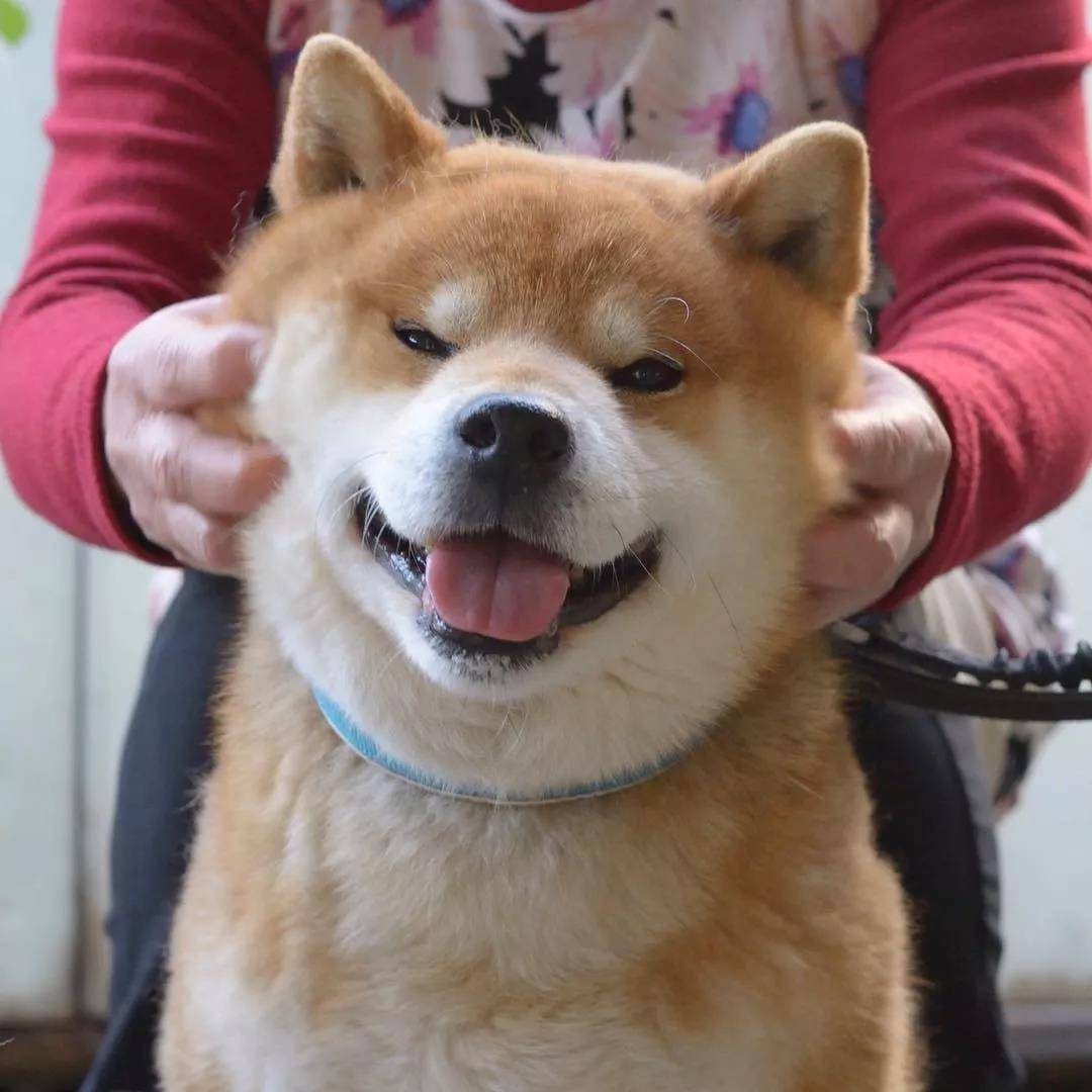 看着柴犬软绵绵的大脸，真是忍不住想捏一把，试问谁不想Rua一把小柴的脸蛋儿呢？看着Ryuji酱的这个大脸我真是控制不住双手了... 现在人家还出了写真集柴犬りゅうじ，大家可以支持一下~