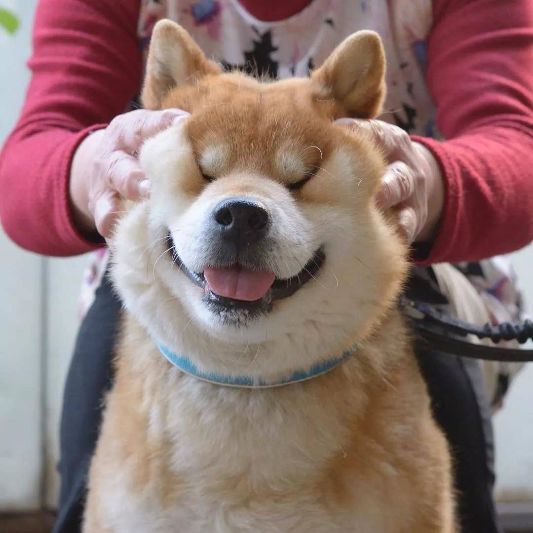 看着柴犬软绵绵的大脸，真是忍不住想捏一把，试问谁不想Rua一把小柴的脸蛋儿呢？看着Ryuji酱的这个大脸我真是控制不住双手了... 现在人家还出了写真集柴犬りゅうじ，大家可以支持一下~