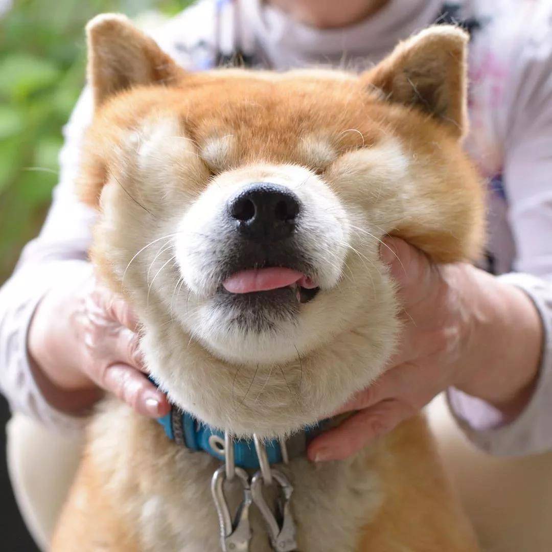 看着柴犬软绵绵的大脸，真是忍不住想捏一把，试问谁不想Rua一把小柴的脸蛋儿呢？看着Ryuji酱的这个大脸我真是控制不住双手了... 现在人家还出了写真集柴犬りゅうじ，大家可以支持一下~