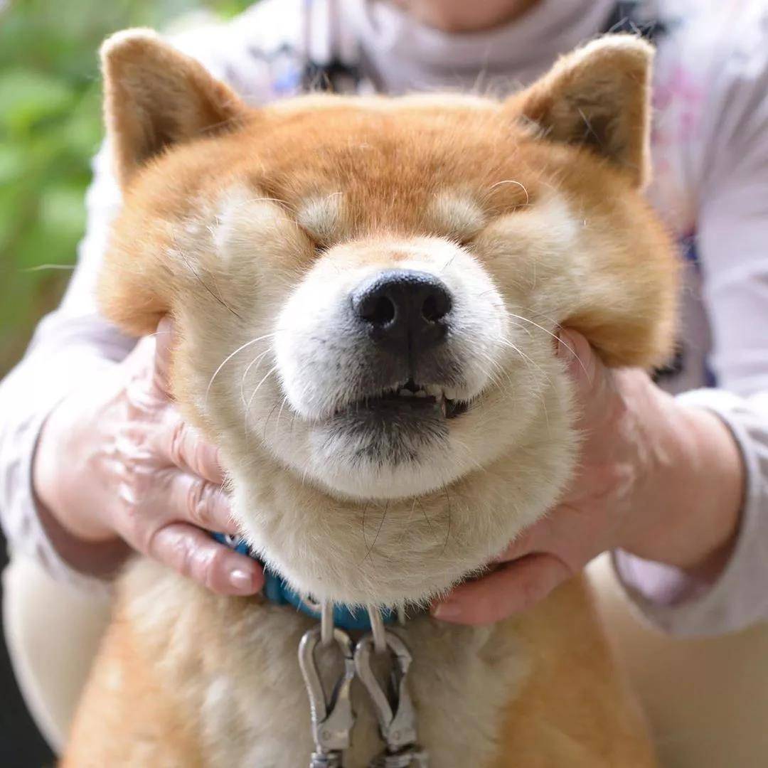 看着柴犬软绵绵的大脸，真是忍不住想捏一把，试问谁不想Rua一把小柴的脸蛋儿呢？看着Ryuji酱的这个大脸我真是控制不住双手了... 现在人家还出了写真集柴犬りゅうじ，大家可以支持一下~