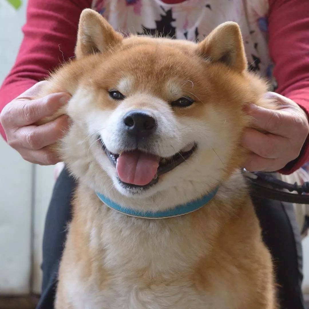 看着柴犬软绵绵的大脸，真是忍不住想捏一把，试问谁不想Rua一把小柴的脸蛋儿呢？看着Ryuji酱的这个大脸我真是控制不住双手了... 现在人家还出了写真集柴犬りゅうじ，大家可以支持一下~