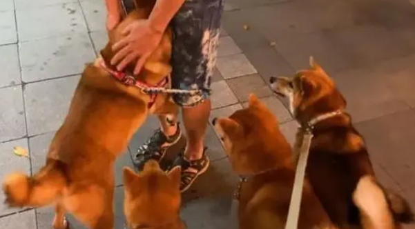 全场最大却是最怂狗狗,害怕钻到主人裤裆下