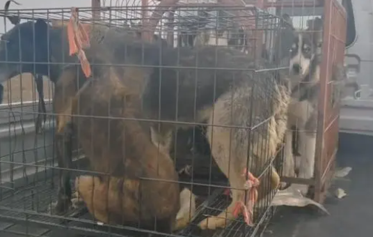 宠物和狗肉仅一线之隔?哈士奇幼犬脱困