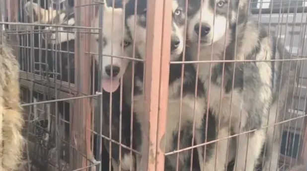 宠物和狗肉仅一线之隔?哈士奇幼犬脱困