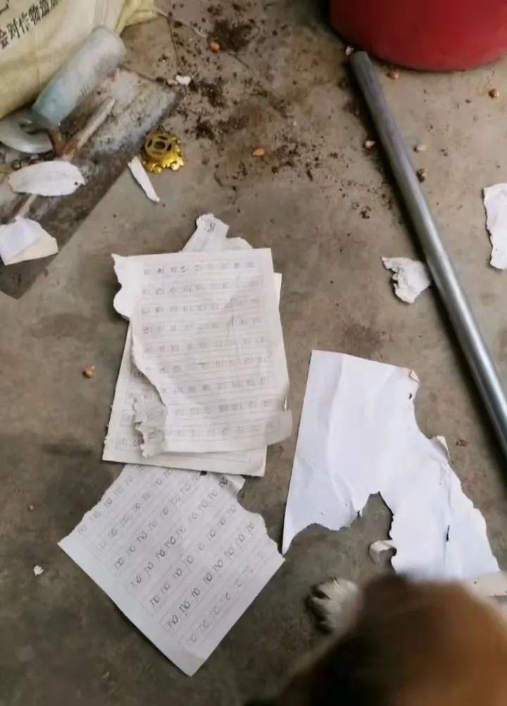 作业被小狗撕了，小学生崩溃大哭，妈妈告诉老师，老师的做法亮了
