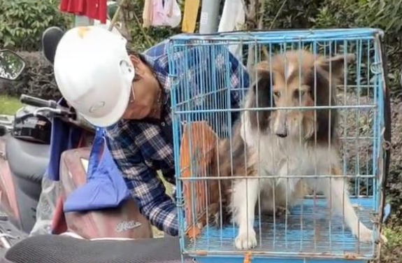 牧羊犬被遗弃后意志消沉，不吃不喝，它一直在思念主人！
