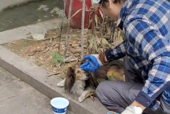 牧羊犬被遗弃后意志消沉，不吃不喝，它一直在思念主人！