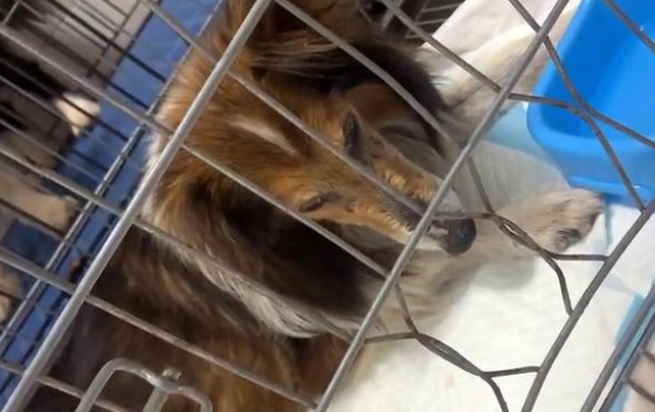 牧羊犬被遗弃后意志消沉，不吃不喝，它一直在思念主人！
