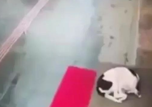 狗狗冷得蜷缩街边，善解人意女子把自身的围脖赠给狗狗防寒保暖，暖化了