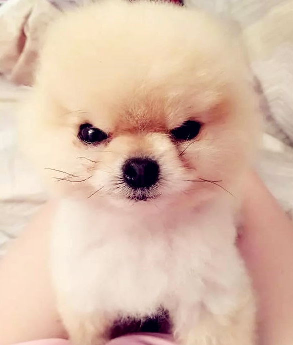 小博美在风里被吹进形变，却莫名其妙变成网络红人，网民：羡慕嫉妒狗子头发！