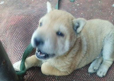 流浪犬被主人拴在马路边，小家伙要想摆脱却束手无策，急得直嗷嗷叫